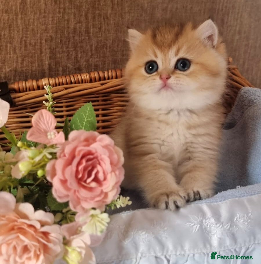 British Shorthair cats 🧡 GOLDEN BSH KITTENS TICA 🧡  - Advert 1