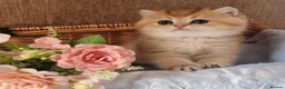 British Shorthair cats for sale: 🧡 GOLDEN & SILVER BSH KITTENS TICA 🧡  - Advert 2