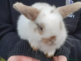 Mini Lop rabbits Mini lop babies only 2 left - Advert 2