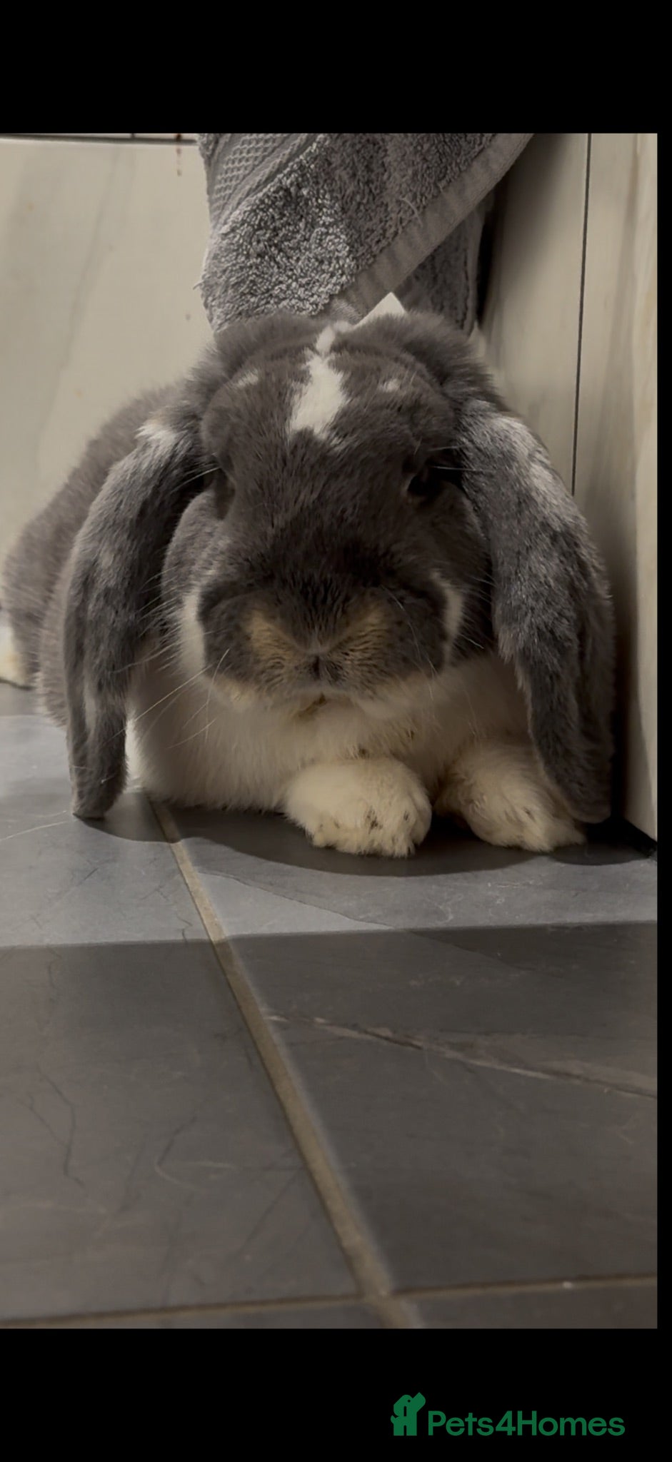 French Lop rabbits French lop babies ready to leave now.  - Advert 1