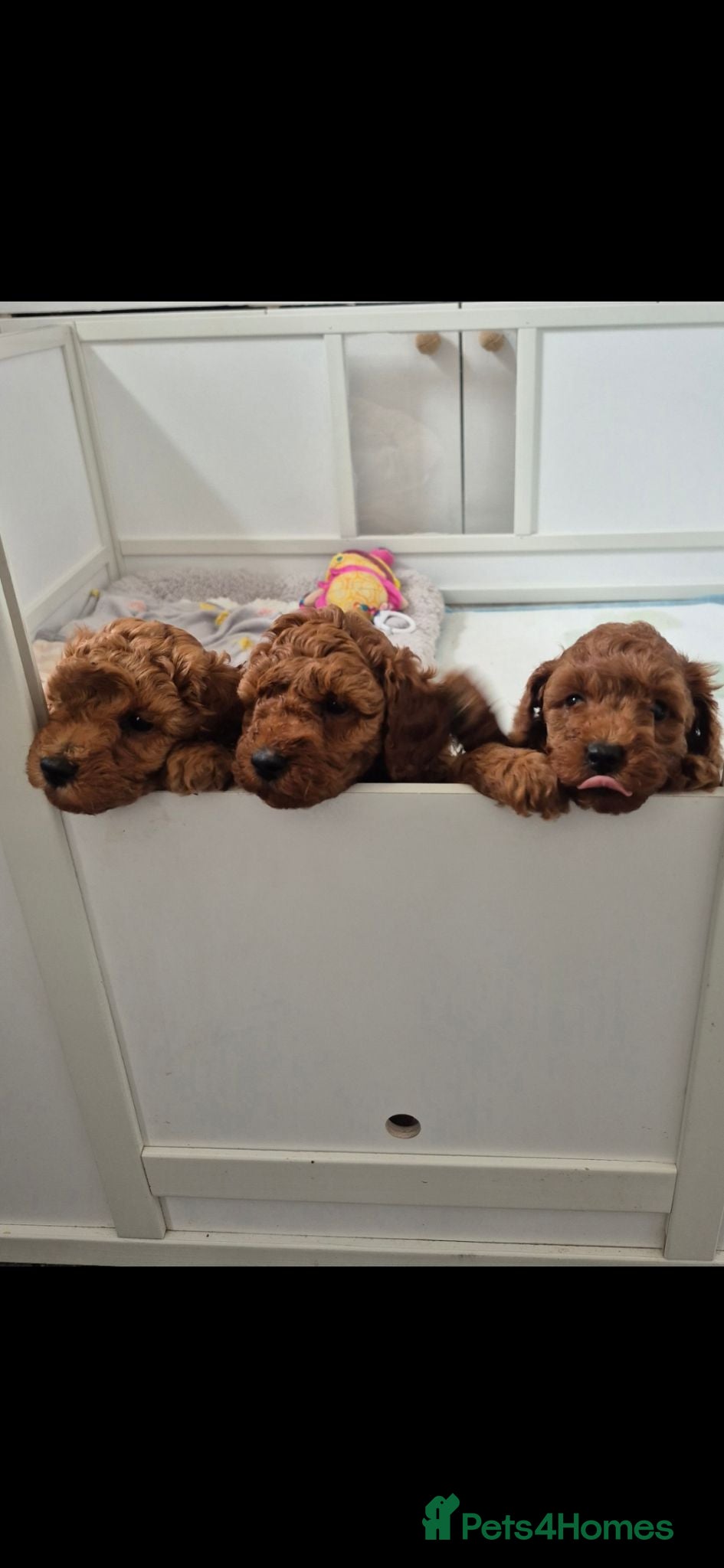 Cockapoo dogs Stunning toy cockapoos - Advert 1