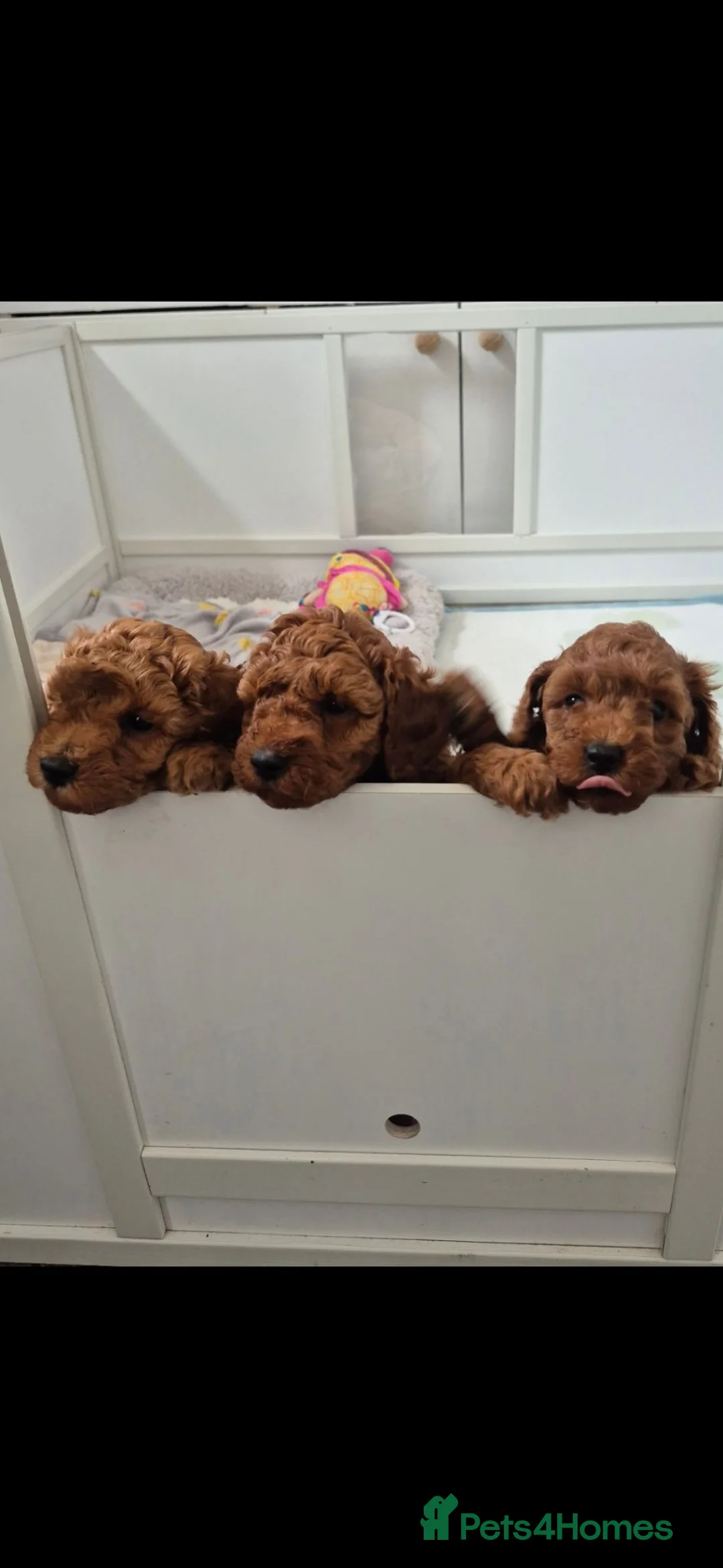 Cockapoo dogs for sale: Stunning toy cockapoos - Advert 1
