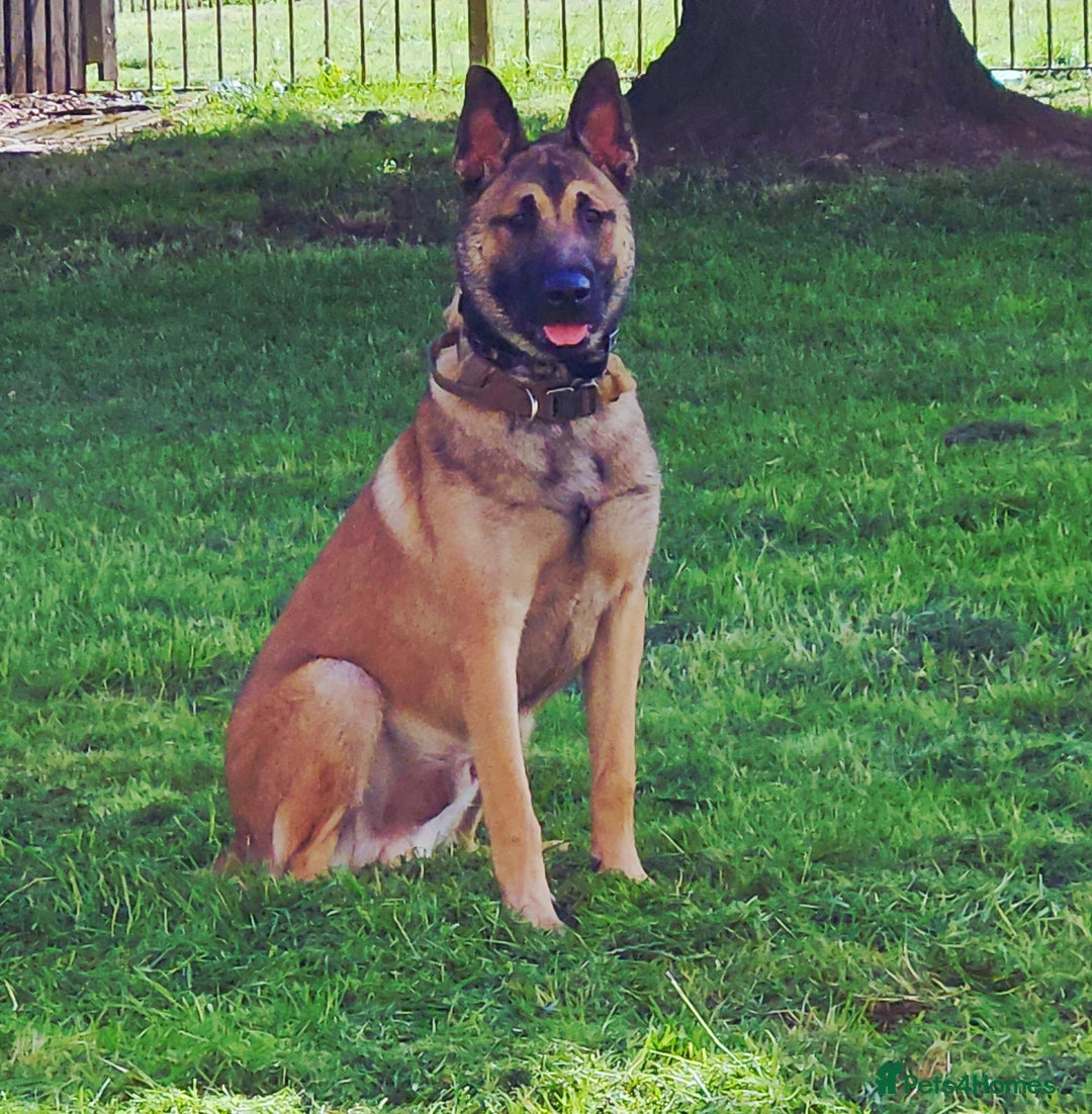 Belgian Shepherd Dog dogs for sale: Belgian mallinos pup - Image 5