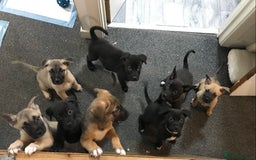 Mixed Breed dogs for sale: Cane corso x American akita cross(READY TO LEAVE) - Image 1