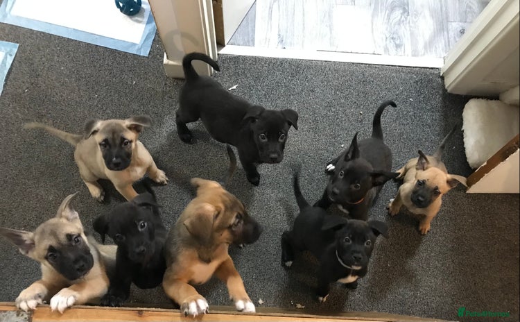 Mixed Breed dogs - Advert 13