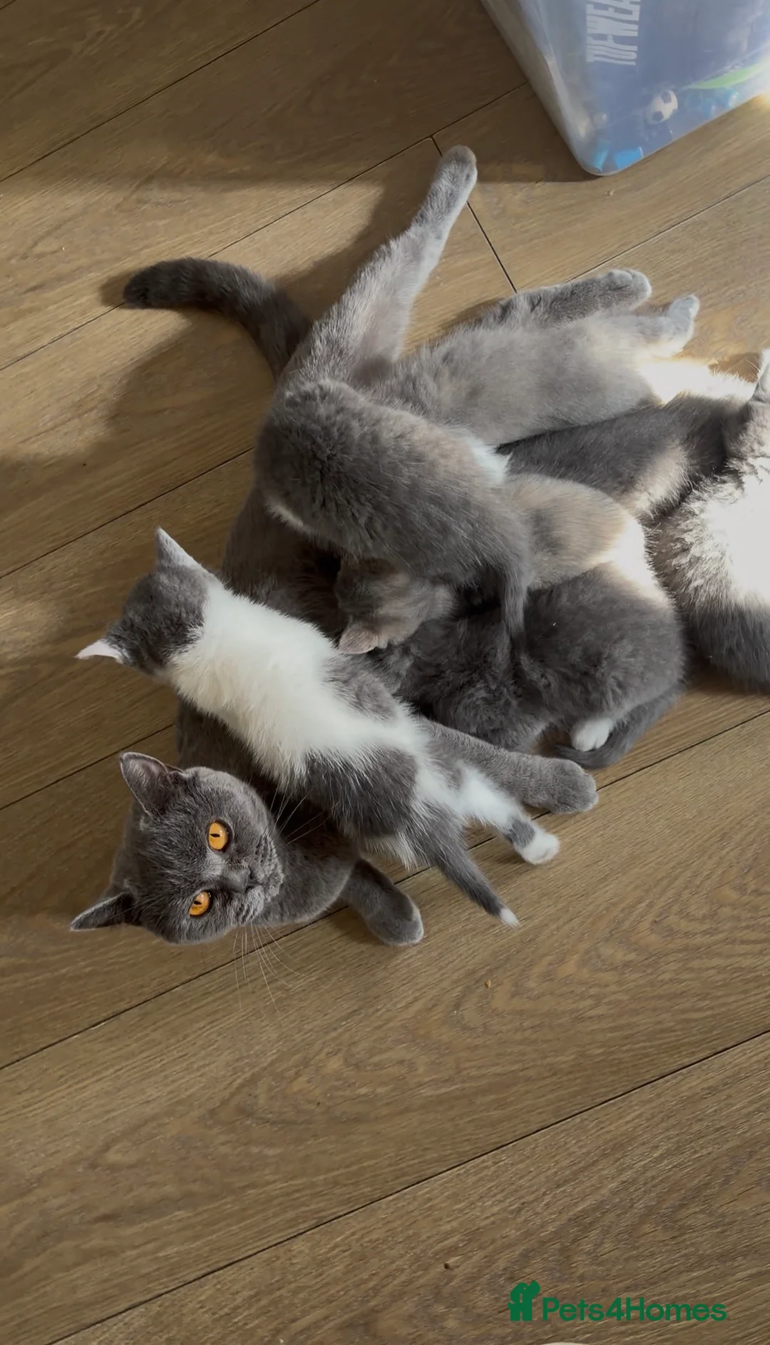 British Shorthair cats for sale: 7 British Shorthair Kittens for sale - Advert 2