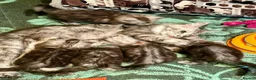 Maine Coon cats for sale: Maine Coon  - Advert 1