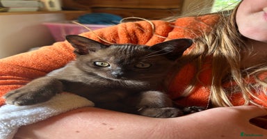 Burmese cats - Advert 1