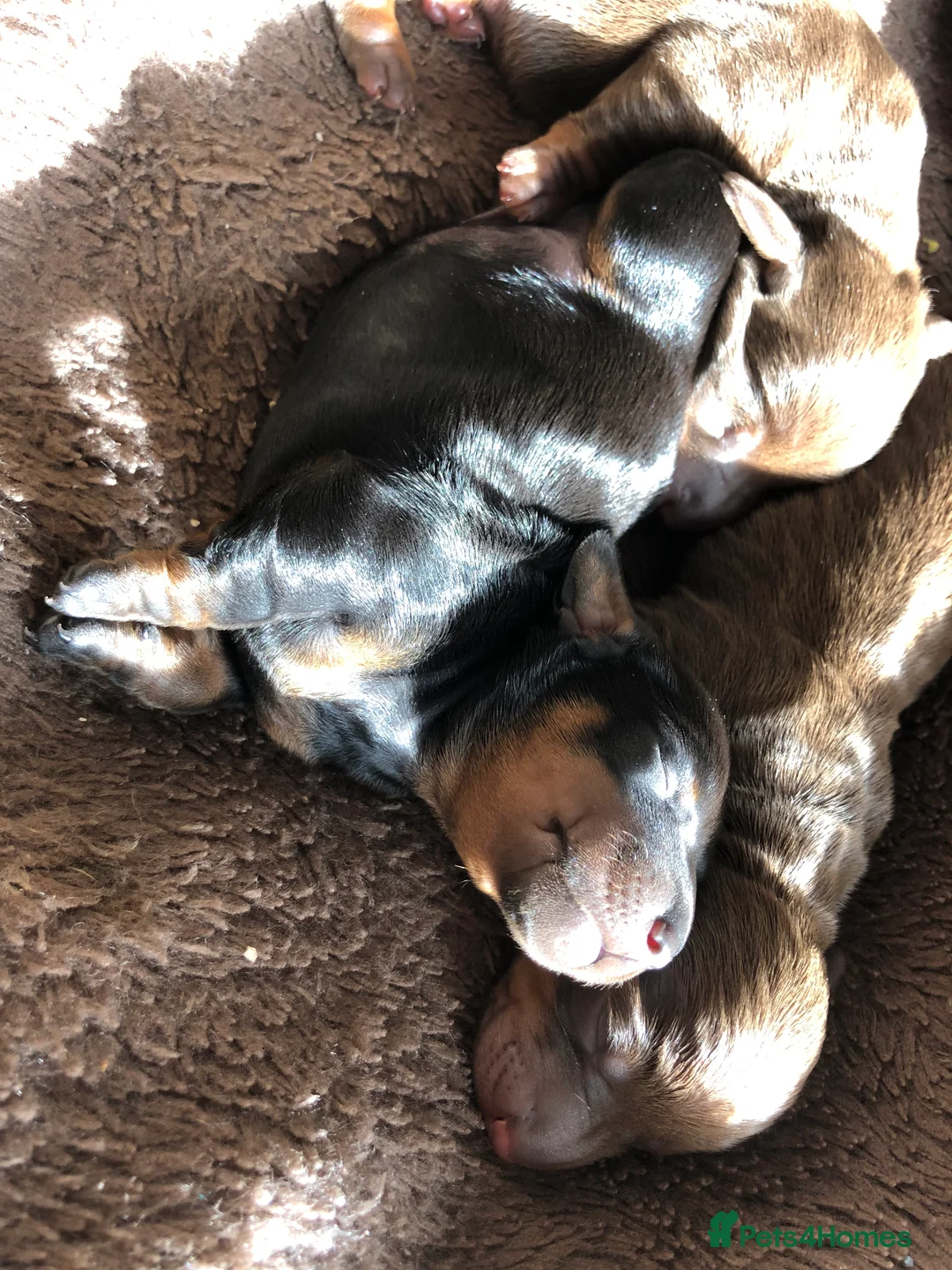 Miniature Dachshund dogs for sale: Beautiful dachshund for sale in Canterbury - Advert 1