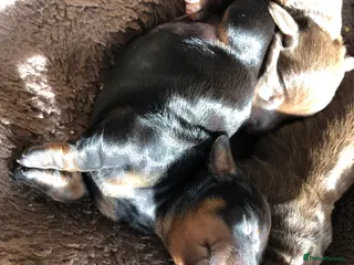 Miniature Dachshund dogs Beautiful dachshund for sale in Canterbury - Advert 1