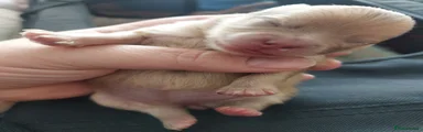 Pomeranian 3