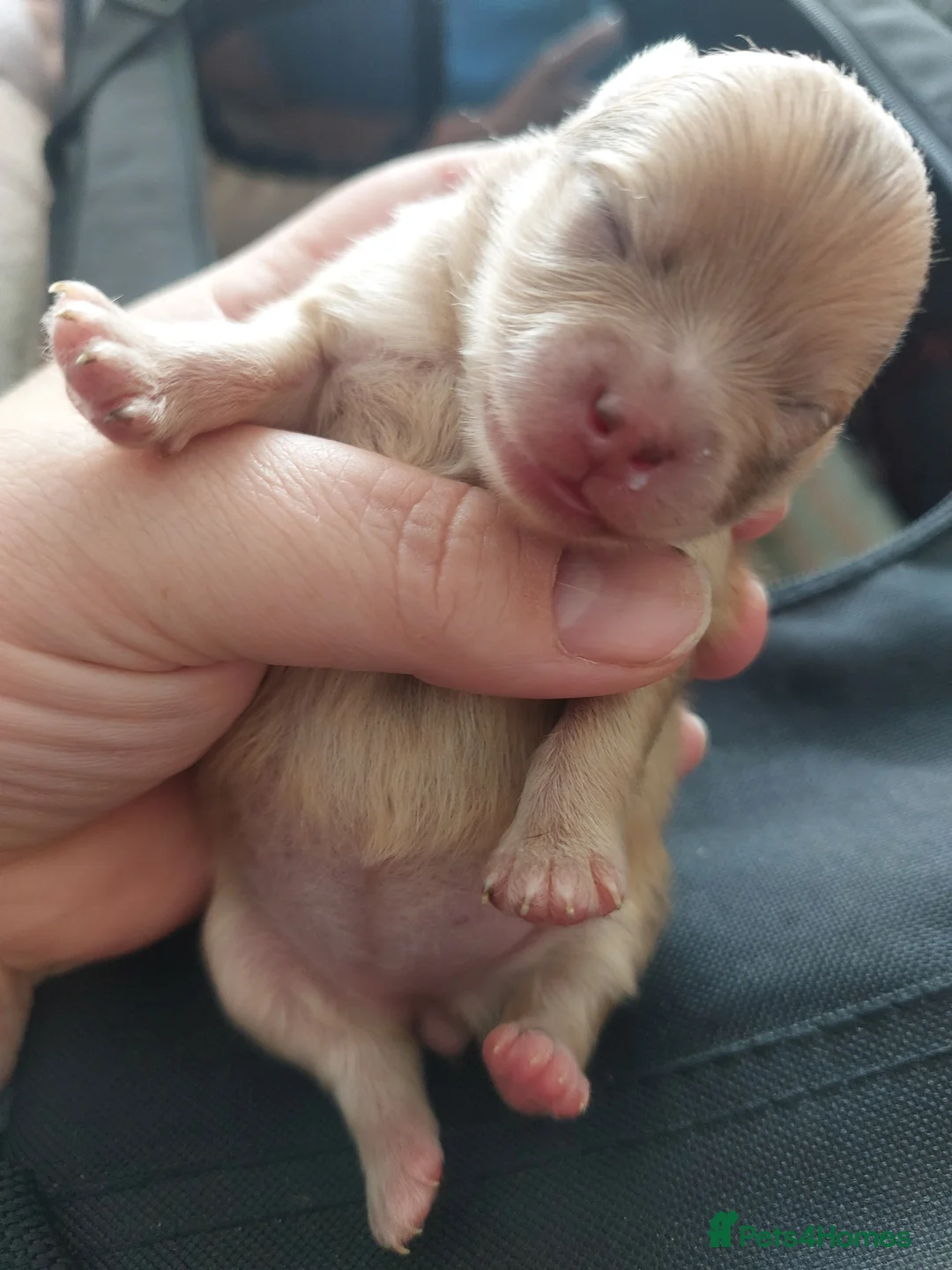 Pomeranian dogs for sale: Pomeranian puppies - Advert 2