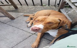 Mixed Breed dogs for adoption: Meet Tally, currently residing in Basildon - Image 9