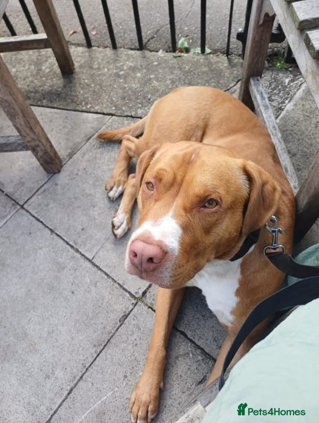 Mixed Breed dogs for adoption: Meet Tally, currently residing in Basildon - Image 9