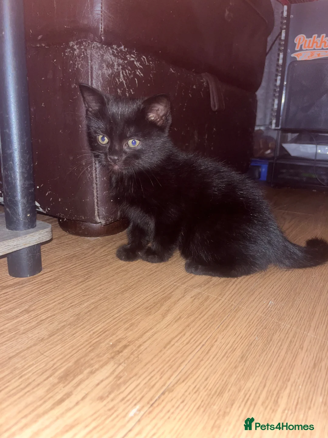 Mixed Breed cats for sale: Male kitten ready for his new home  - Advert 3
