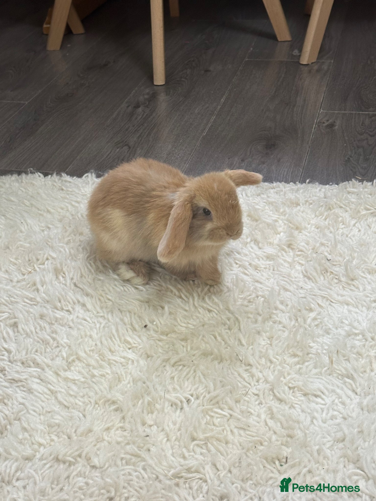 Mini Lop rabbits Beautiful mini lop boy available now  - Advert 8