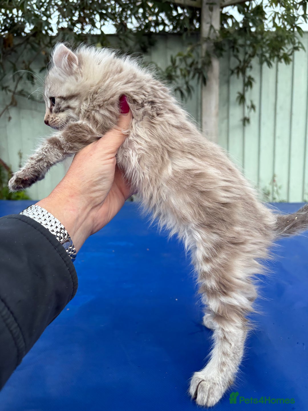 Savannah cats for sale: Super rare longhaired girl  - Advert 11