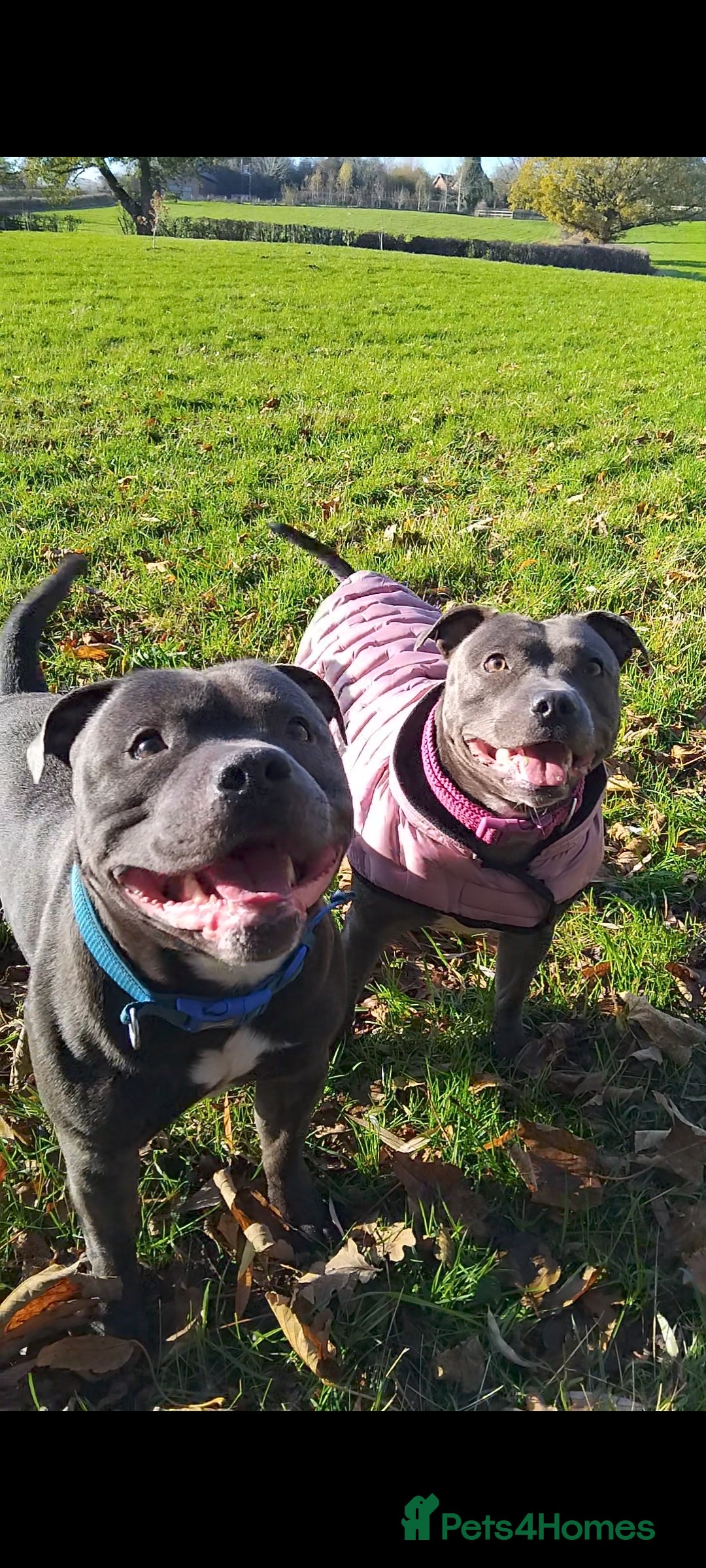 Staffordshire Bull Terrier dogs Blue Staffordshire Bull Terrier Puppies - Advert 3