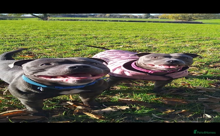 Staffordshire Bull Terrier dogs Blue Staffordshire Bull Terrier Puppies - Advert 1