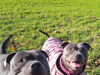 Staffordshire Bull Terrier dogs Blue Staffordshire Bull Terrier Puppies - Advert 1