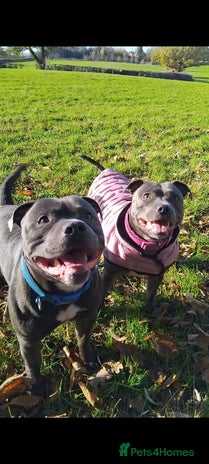 Staffordshire Bull Terrier dogs Blue Staffordshire Bull Terrier Puppies - Advert 1