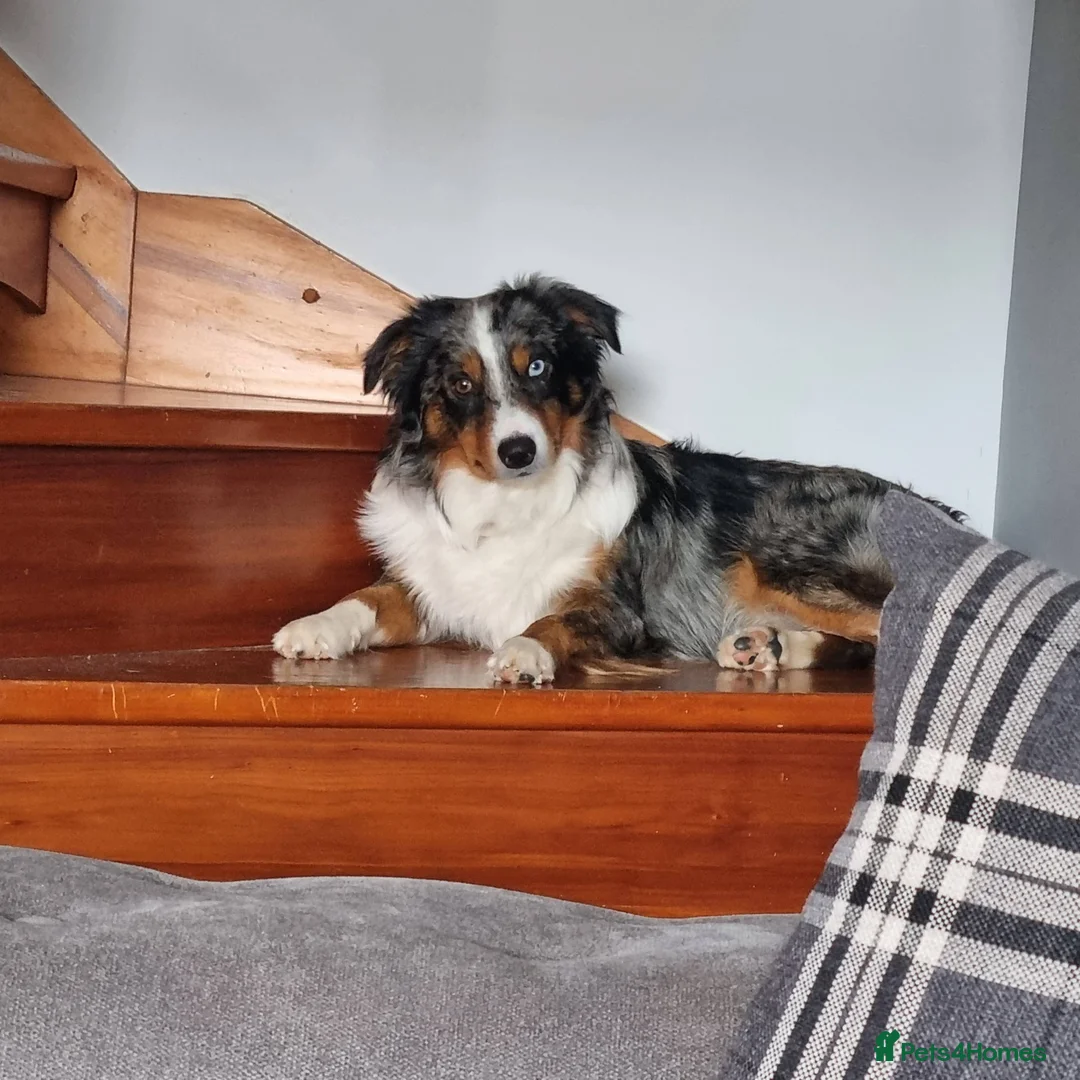 Border Collie dogs for stud: Blue Merle Border Collie for Stud - Advert 4