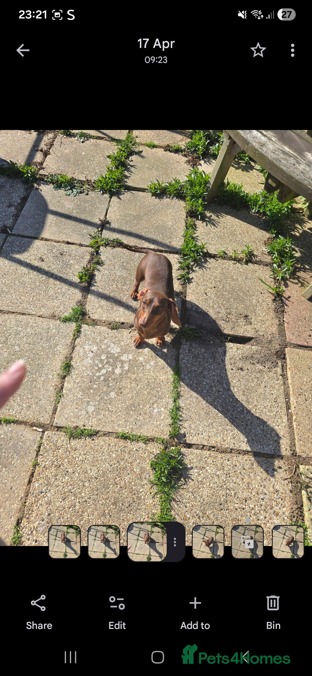Miniature Dachshund dogs for sale: Chocolate and tan miniature Dachshund  - Advert 4