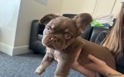 French Bulldog dogs for sale: Nice French puppies  - Image 3