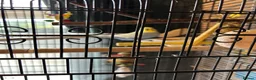 Budgerigars birds for sale: 2 budgies with there own cage set up  in Walton on the Naze - Advert 7