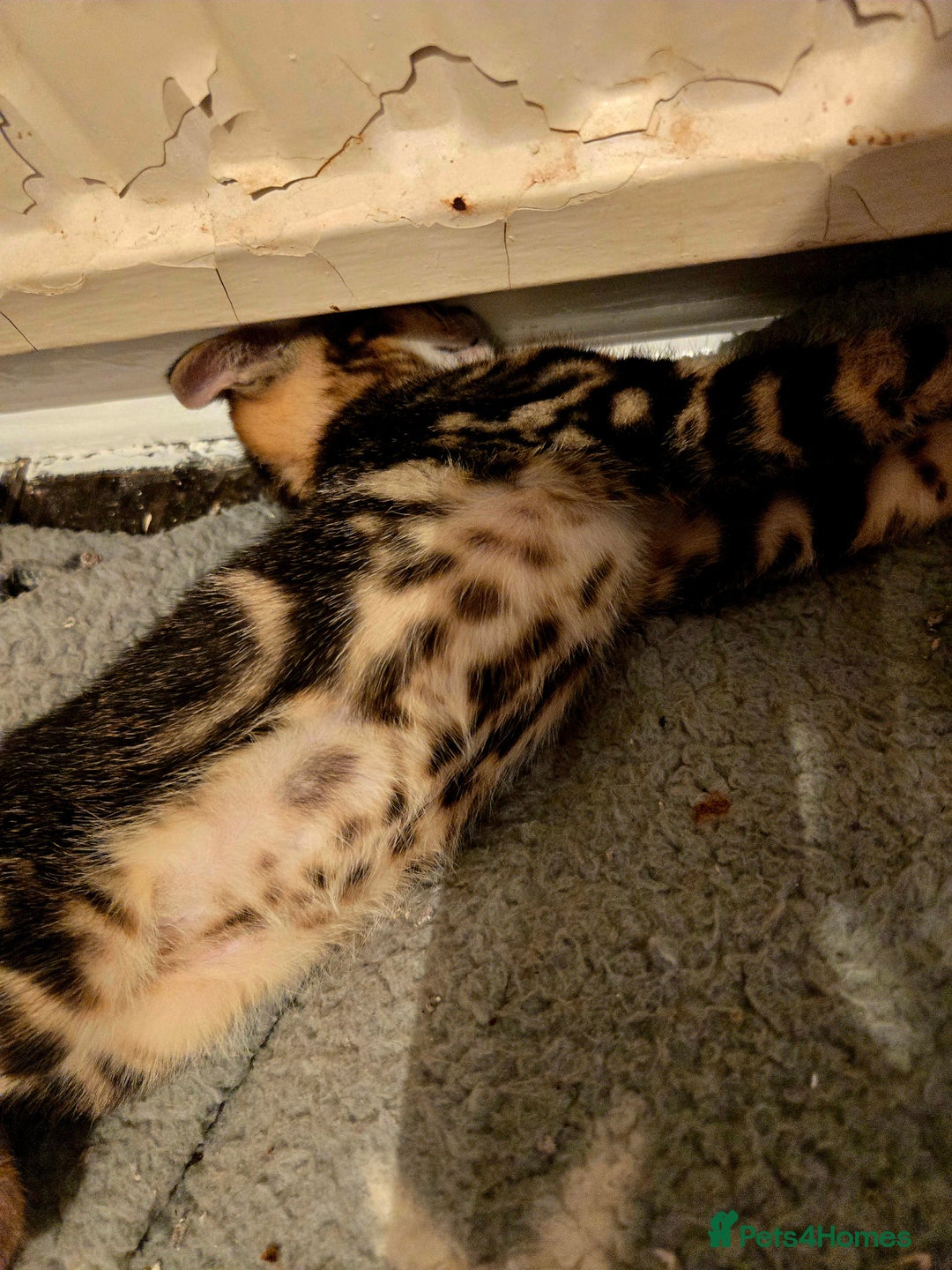 Bengal cats for sale: Two stunning little girls absolutely stunning!!!  - Advert 4