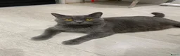 British Shorthair cats for sale: British Shorthair Girl  - Advert 2