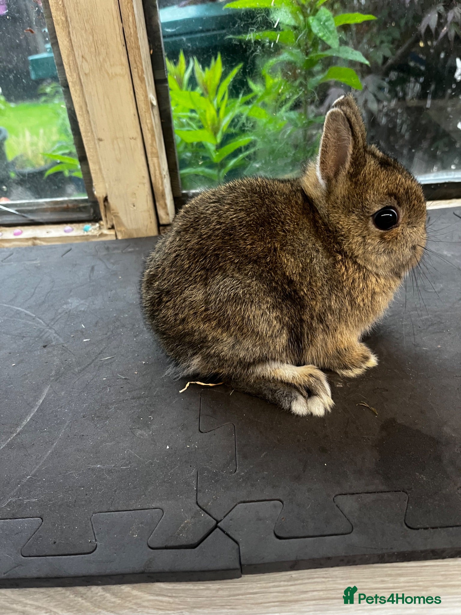 Netherland Dwarf rabbits Two agouti Netherland dwarf for sale - Advert 22