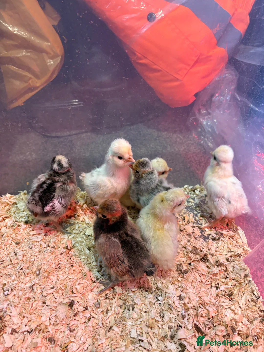 Chickens poultry for sale: Various chicks in Southampton - Advert 4