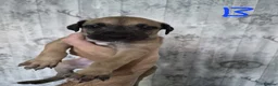 Lurcher dogs for sale: Lurcher puppies for sale  - Advert 16