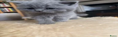 British Shorthair 3