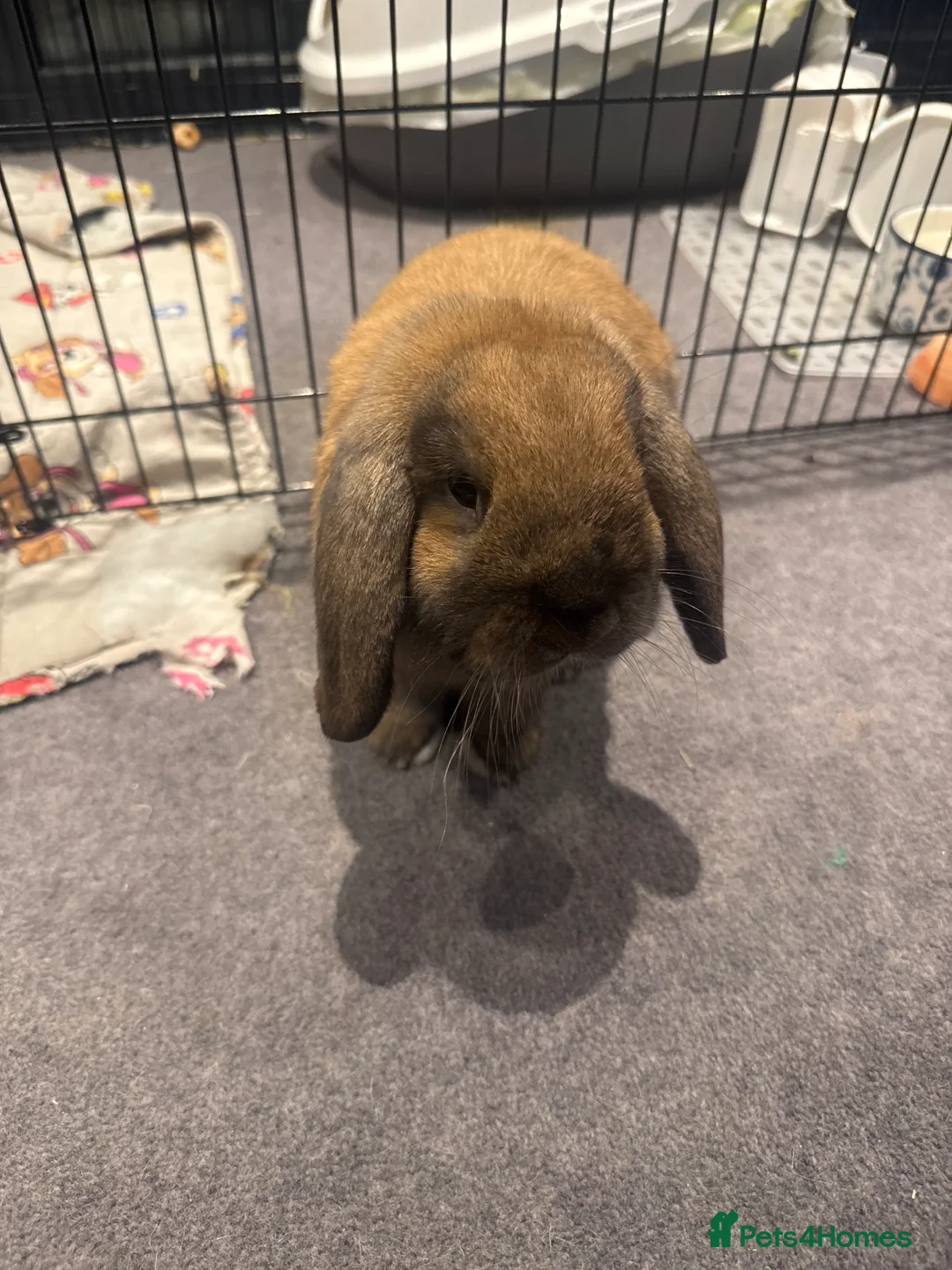 Mini Lop rabbits for sale: Mixed breed female and mini lip male - Advert 2