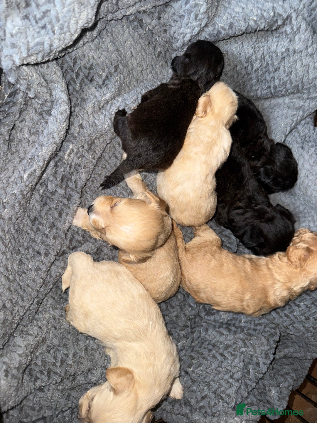Maltipoo dogs for sale: Multipoo  - Image 20