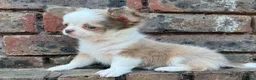 Chihuahua dogs for sale: **PRICE REDUCTION** 🐾🩶 READY TO GO LAST TINY BOY - Advert 21