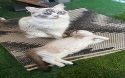 Ragdoll cats for sale: Active ragdoll queen  - Image 2