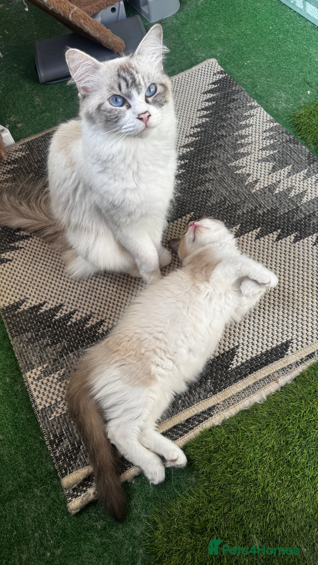 Ragdoll cats for sale: Active ragdoll queen  - Image 2