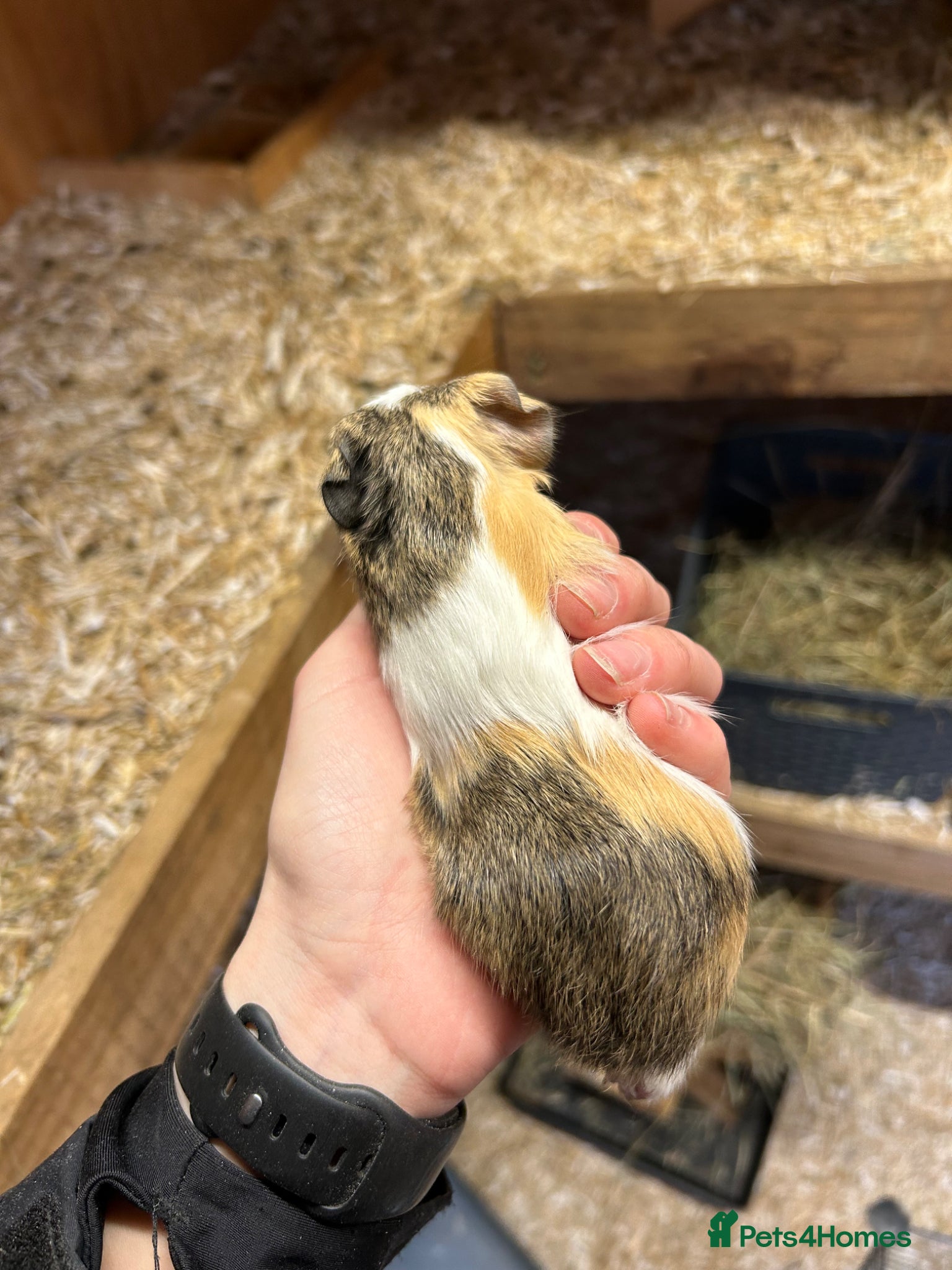 Guinea Pig rodents Girl baby guinea pig - Advert 1