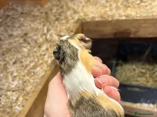 Guinea Pig rodents Girl baby guinea pig - Advert 1