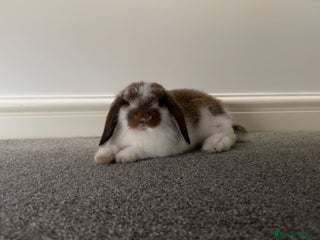 Mini Lop rabbits 2 Mini Lop Rabbits - Advert 1