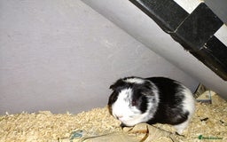 Guinea Pig rodents for sale: Male Guinea pig for sale  - Image 1