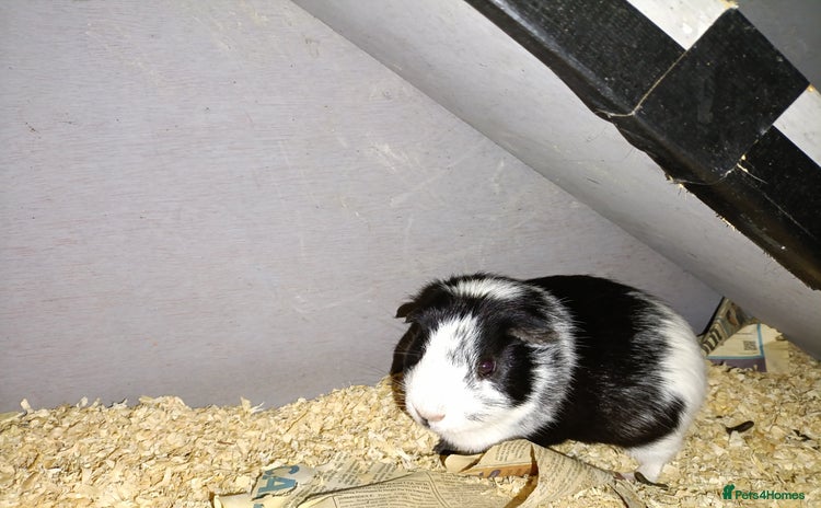 Guinea Pig rodents - Advert 1