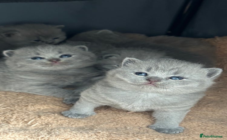 British Shorthair cats - Advert 10