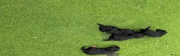 Jackapoo dogs for sale: Joseph  - Advert 7