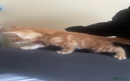 European cats for sale: Kittens for sale  - Image 10