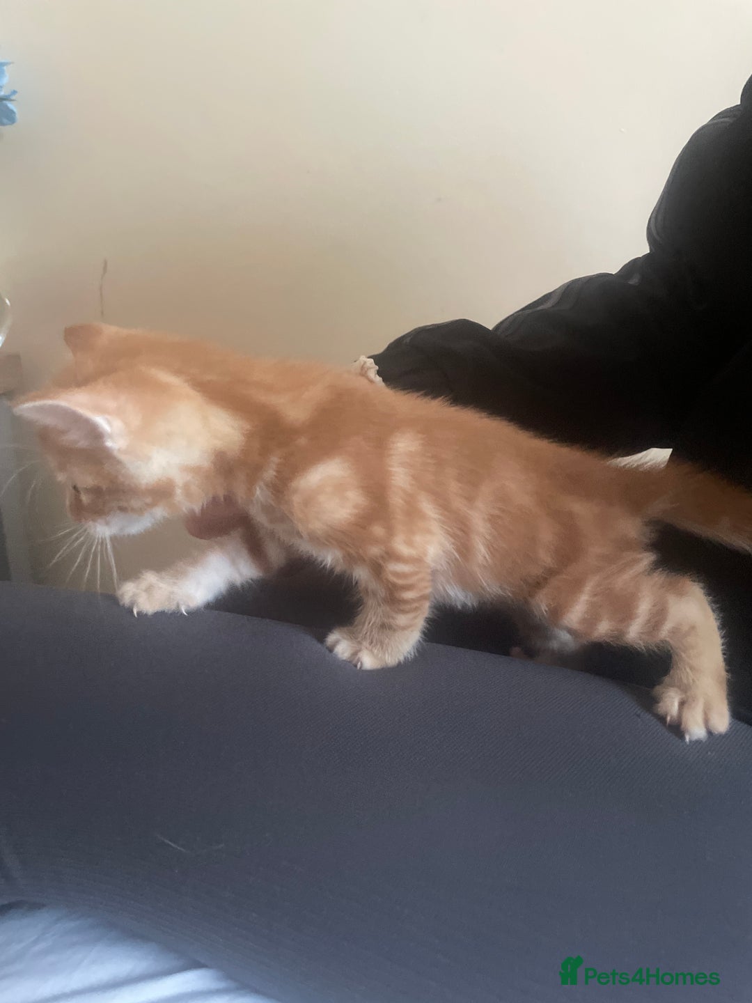 European cats for sale: Kittens for sale  - Image 10