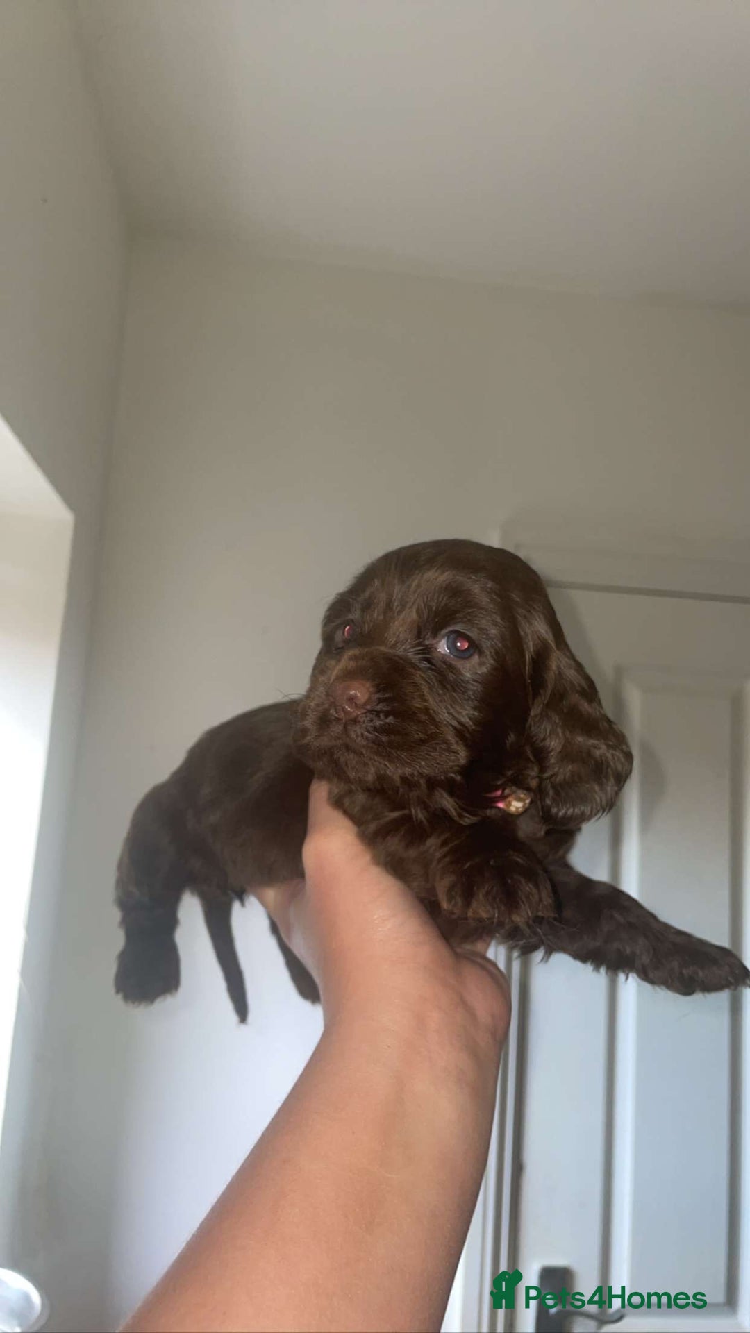 Cocker Spaniel dogs for sale: Cockerspaniel puppys Ready now!!! - Advert 23
